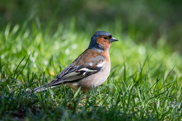 An Eurasian chaffinch standing on green grass in spring sunlight