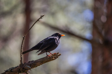 A common blackbird side profile on forest branch with soft background bokeh
