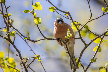 An Eurasian chaffinch perched among fresh spring leaves in bright sunlight