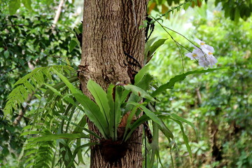 Orchid blooms gracefully on tree trunk in lush tropical forest, showcasing nature's beauty and symbiotic relationship in serene environment.