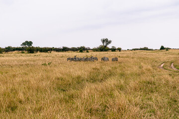 A herd of Zebra in the wild.