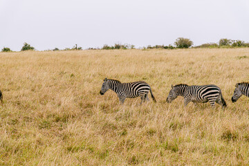 Obraz premium A line of zebras.