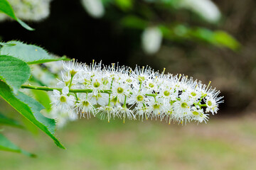 Close-up of beautiful blooming prunus grayana in spring forest park.