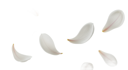 Delicate white flower petals gracefully drifting and dancing in a pure, ethereal space, evoking a sense of calm, renewal, and natural beauty in a vibrant display