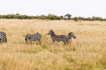 Obraz premium Few zebras enjoy their time in the grasslands.