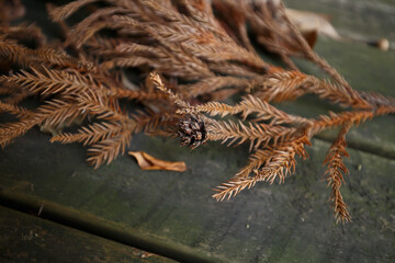 木材に置かれた枯れた杉科の小枝