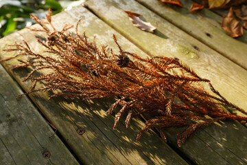 晩秋のデッキと日差しに輝く枯れた杉科の小枝