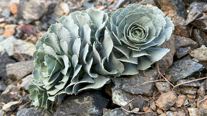 Fototapeta premium Succulent type flower growing on rocky ground and its wonderful texture