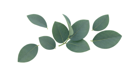 Fresh eucalyptus leaves on a crisp white background, showcasing their natural beauty and delicate green hues, perfect for botanical designs and wellness themes