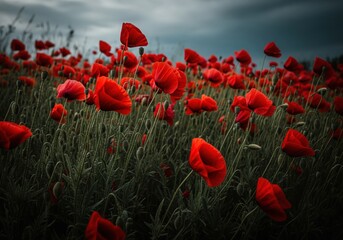Obraz premium Vibrant red poppy field captured dramatically against a dark, overcast, and moody sky