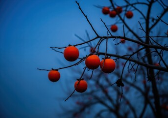Bright orange persimmon fruit hanging on bare branches against a deep blue twilight sky