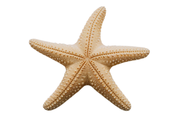 Detailed tan starfish brings a touch of the ocean to your designs, perfect for coastal themes
