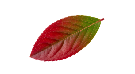 Vibrant Red and Green Leaf with Serrated Edges Isolated on White Background