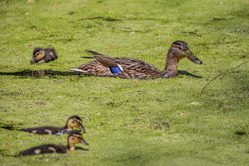 Female mallard swimming with ducklings in duckweed-covered pond