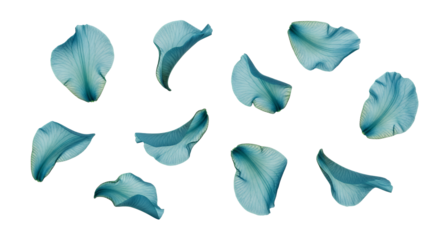 A graceful scattering of delicate blue-green translucent petals on a pristine white background, creating a serene botanical composition with ethereal charm and soft elegance