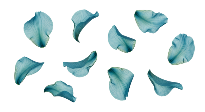 A graceful scattering of delicate blue-green translucent petals on a pristine white background, creating a serene botanical composition with ethereal charm and soft elegance