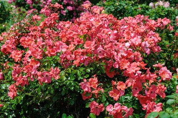 Beautiful orange rose flower blooming in the rose garden in Izu.