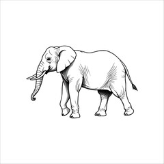Vector illustration of a gray elephant, a large wild mammal with a trunk and tusk, walking isolated against a white background