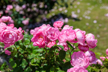 Beautiful pink cup shaped rose flower blooming in a rose garden in Izu.