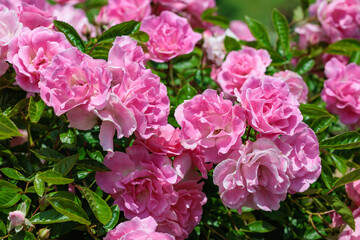 Beautiful pink rose flowers blooming on a pergola.