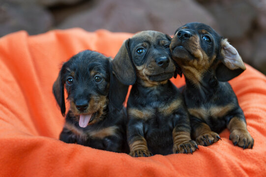 Drei Dachshund Welpen in einem Korb