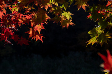 선운사 풍경 이야기