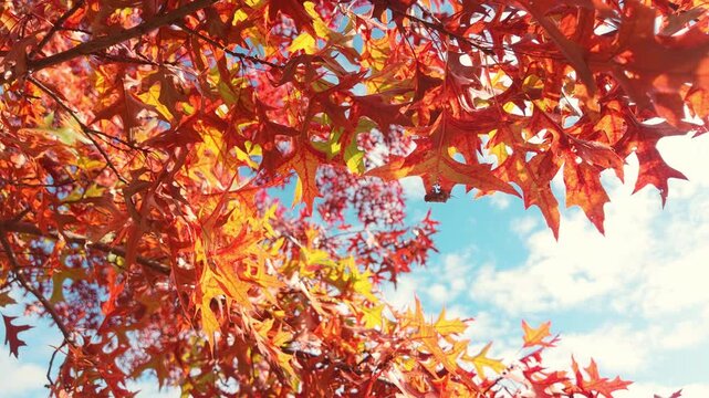 Translucent in backlit by sunlight, fiery red oak leaves sways in breeze on bright clear blue sky background. Close-up of textured oak leafs, shifting in light wind. Fall foliage at autumn time scene
