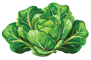 Obraz premium The whole green cabbage with detailed leaves presents a fresh and vibrant appearance