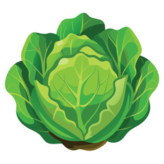 Fresh cabbage head showcases vibrant green leaves with delicate veins displayed on a white background