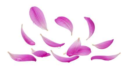 Delicate Pink Flower Petals Falling Gently in a Soft Breeze