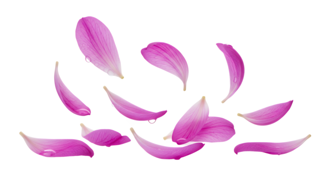 Delicate Pink Flower Petals Falling Gently in a Soft Breeze