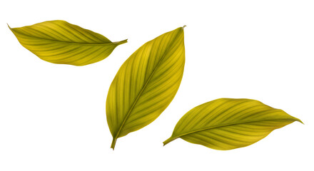Obraz premium Golden Yellow Leaves Nature's Palette of Autumn Colors