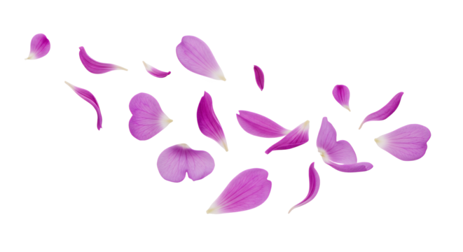 Floating Purple Petals A Gentle Dance of Floral Elements in a Breeze