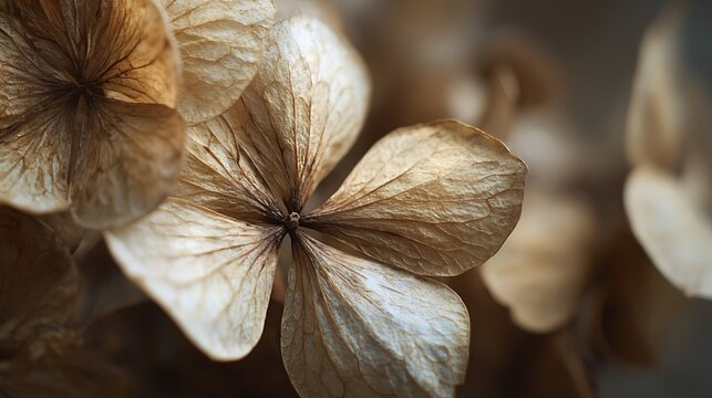 Close up macro photograph of delicate dried hydrangea flower petals in warm earthy tones - Powered by Adobe