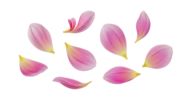 Pink Petal Collection Delicate Floral Elements Isolated on White Background for Design
