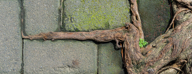 Banyan Tree Roots Crawling on Paving Block Surface