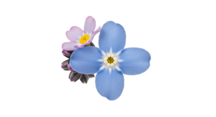 Delicate Blue Forget Me Not Flower with Purple Accent.