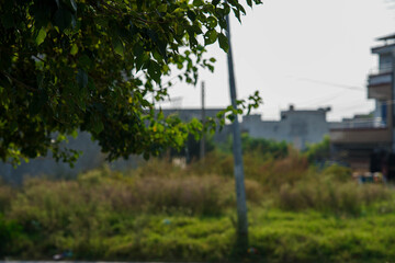 Green Leaves with Blurred Overgrown Field and Distant Buildings