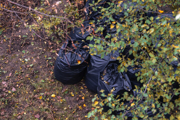 bags full of dry leaves in the park