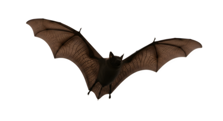 Flying bat with outstretched wings against a white background isolated.