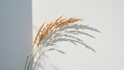 Minimalist Decor with Dried Grass and Shadow on White Background