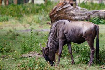 Fototapeta premium Retrato de un Ñu azul adulto descansando en la sabana de Kenia