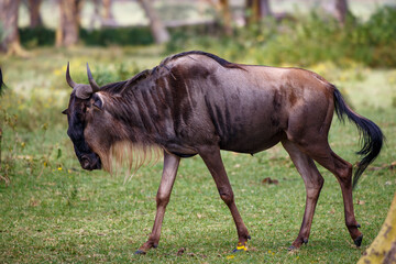 Retrato de un Ñu azul adulto descansando en la sabana de Kenia