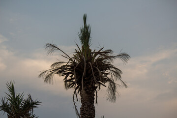 Weathered palm tree standing against a soft evening sky with dry fronds and a calm natural atmosphere