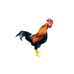 illustration of a rooster without background