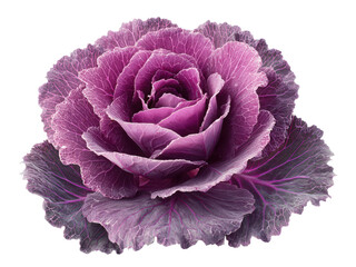 Obraz premium A purple flower with a green stem