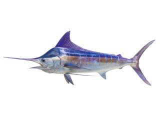 A large blue fish with a long, sharp, pointy fin