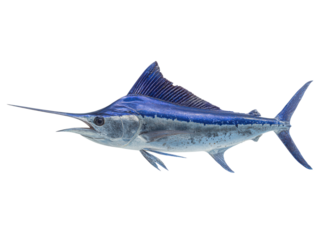 A large blue fish with a long, sharp, pointy fin