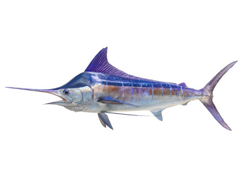 A large blue fish with a long, sharp, pointy fin