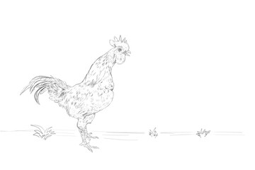 illustration of a sketch of a rooster on a white background